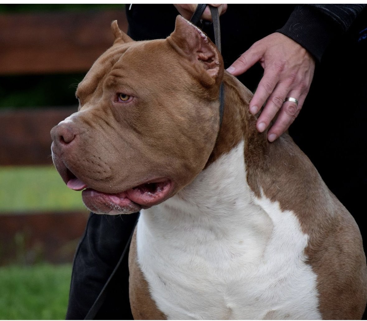 Dog Featured Image