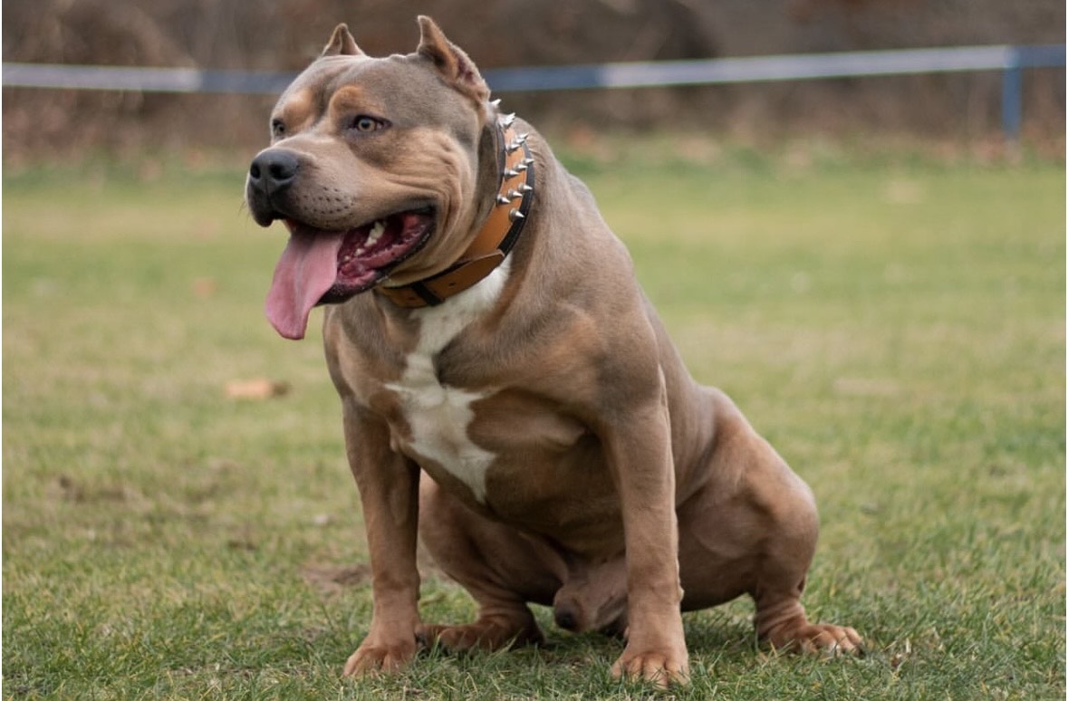 Dog Featured Image