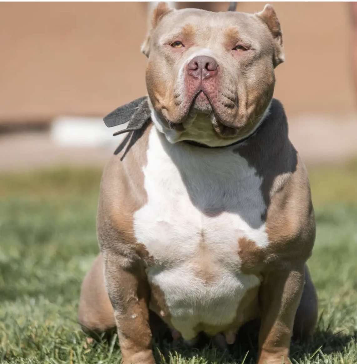 Dog Featured Image
