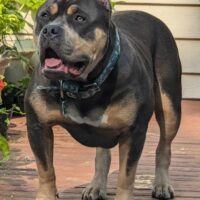 Dog Featured Image