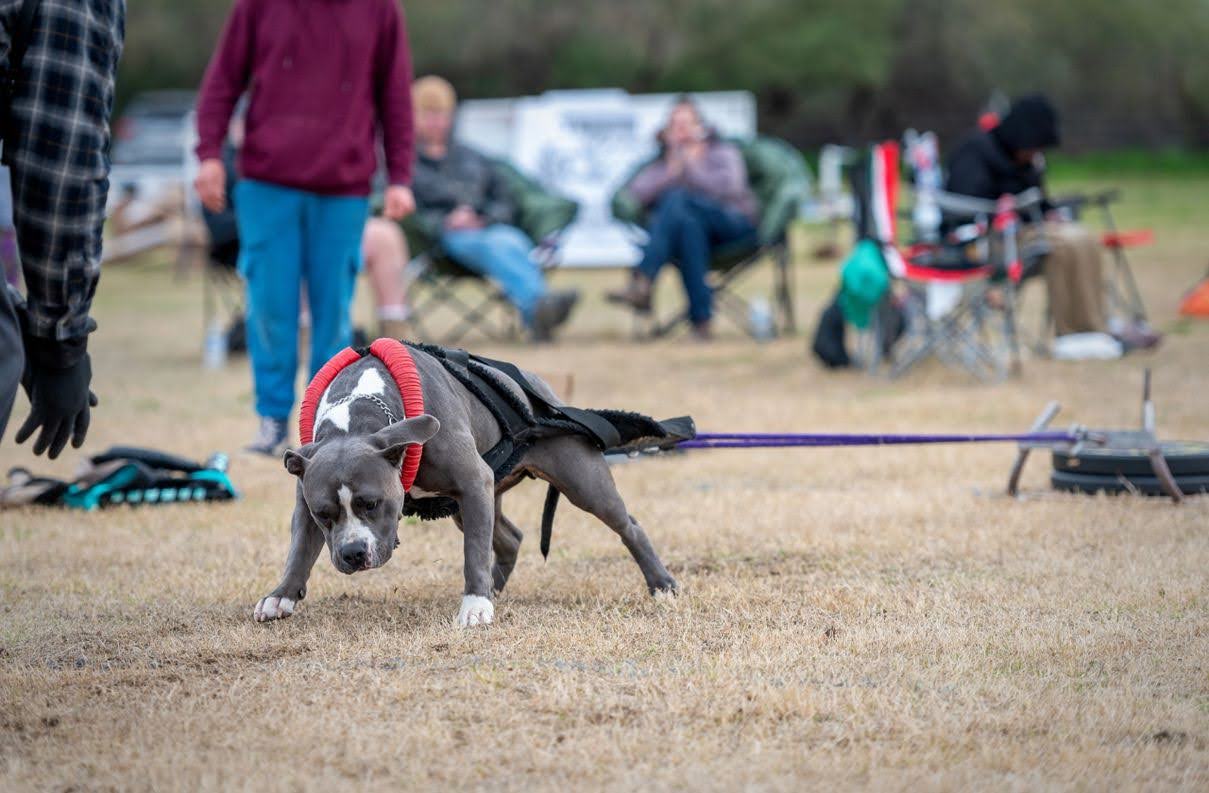 Dog Featured Image