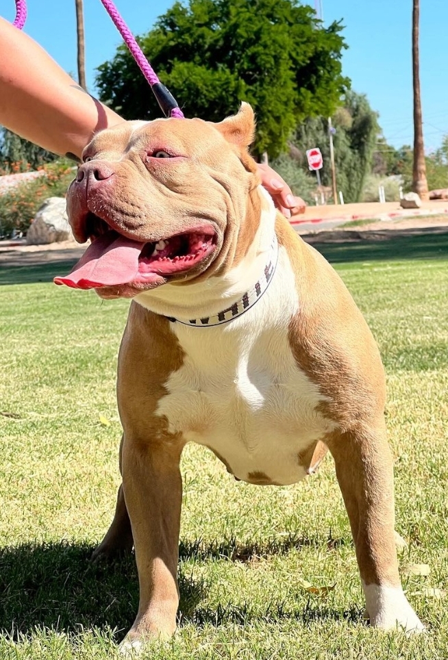 Dog Featured Image