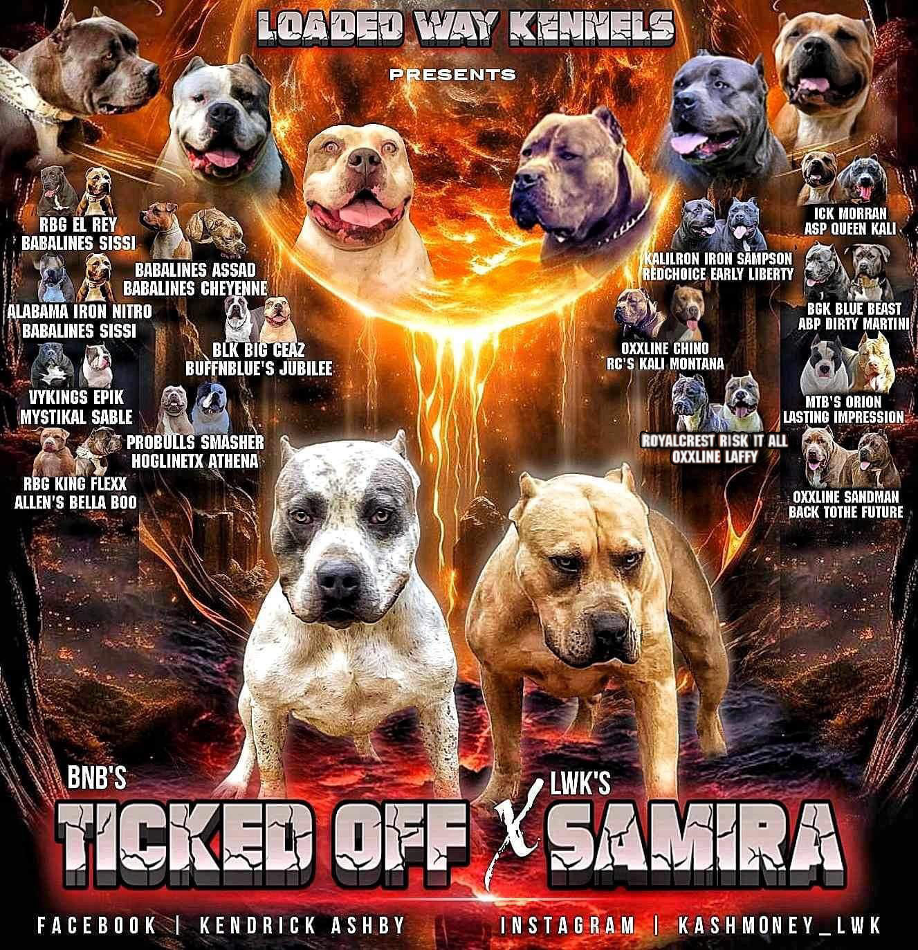 Dog Featured Image