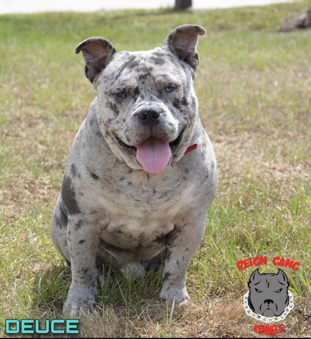 Dog Featured Image