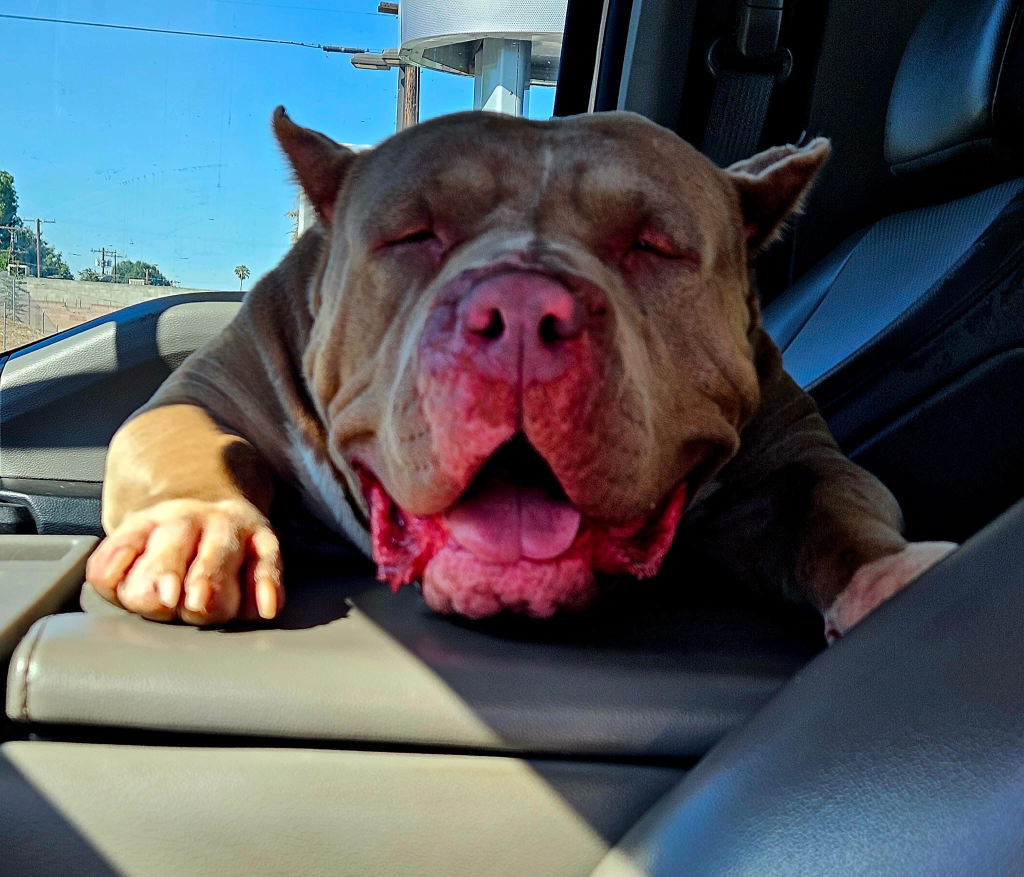 Dog Featured Image