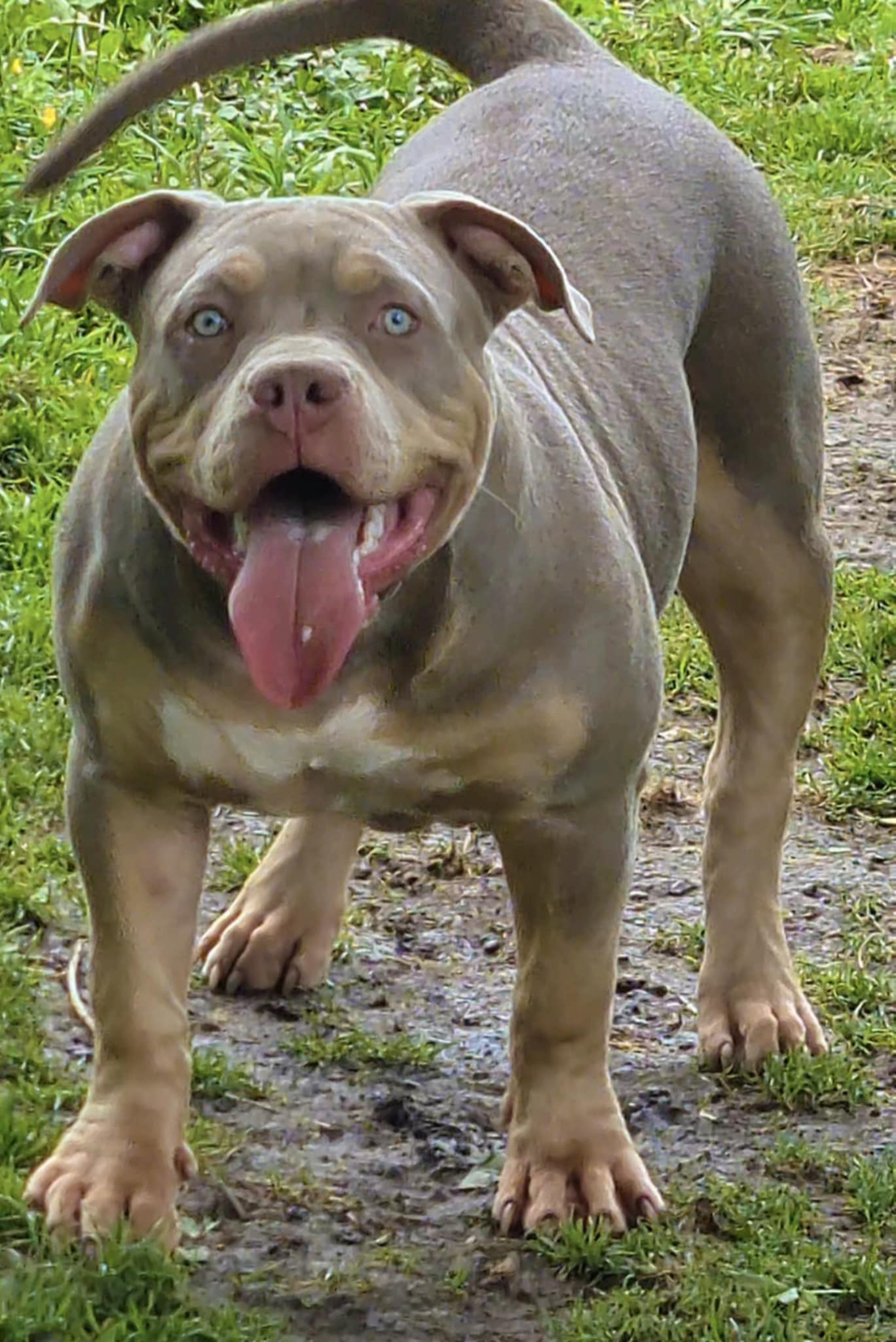 Dog Featured Image