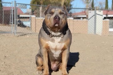 Dog Featured Image
