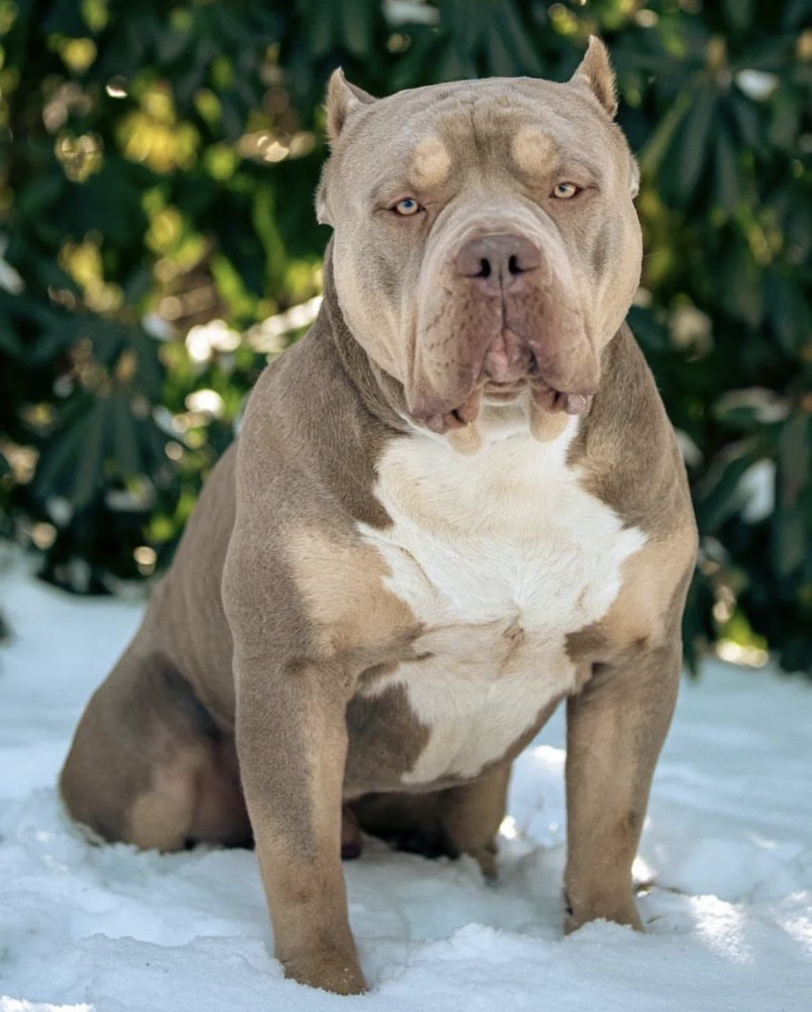 Dog Featured Image