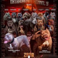 Dog Featured Image