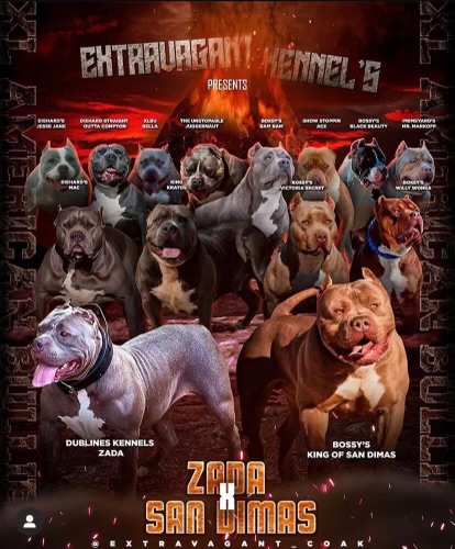 Dog Featured Image