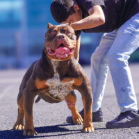 Bankroll Bullies Heir