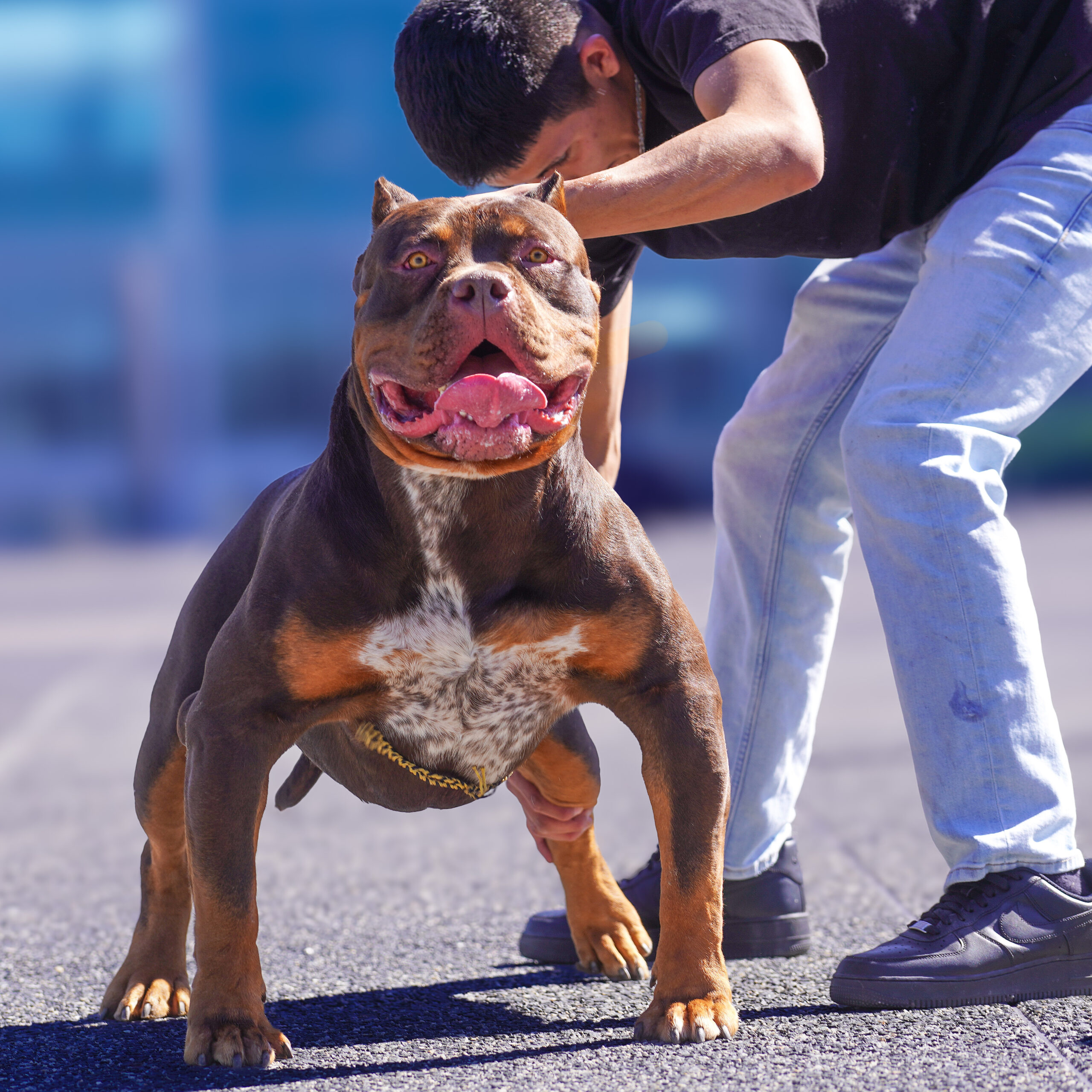 Dog Featured Image