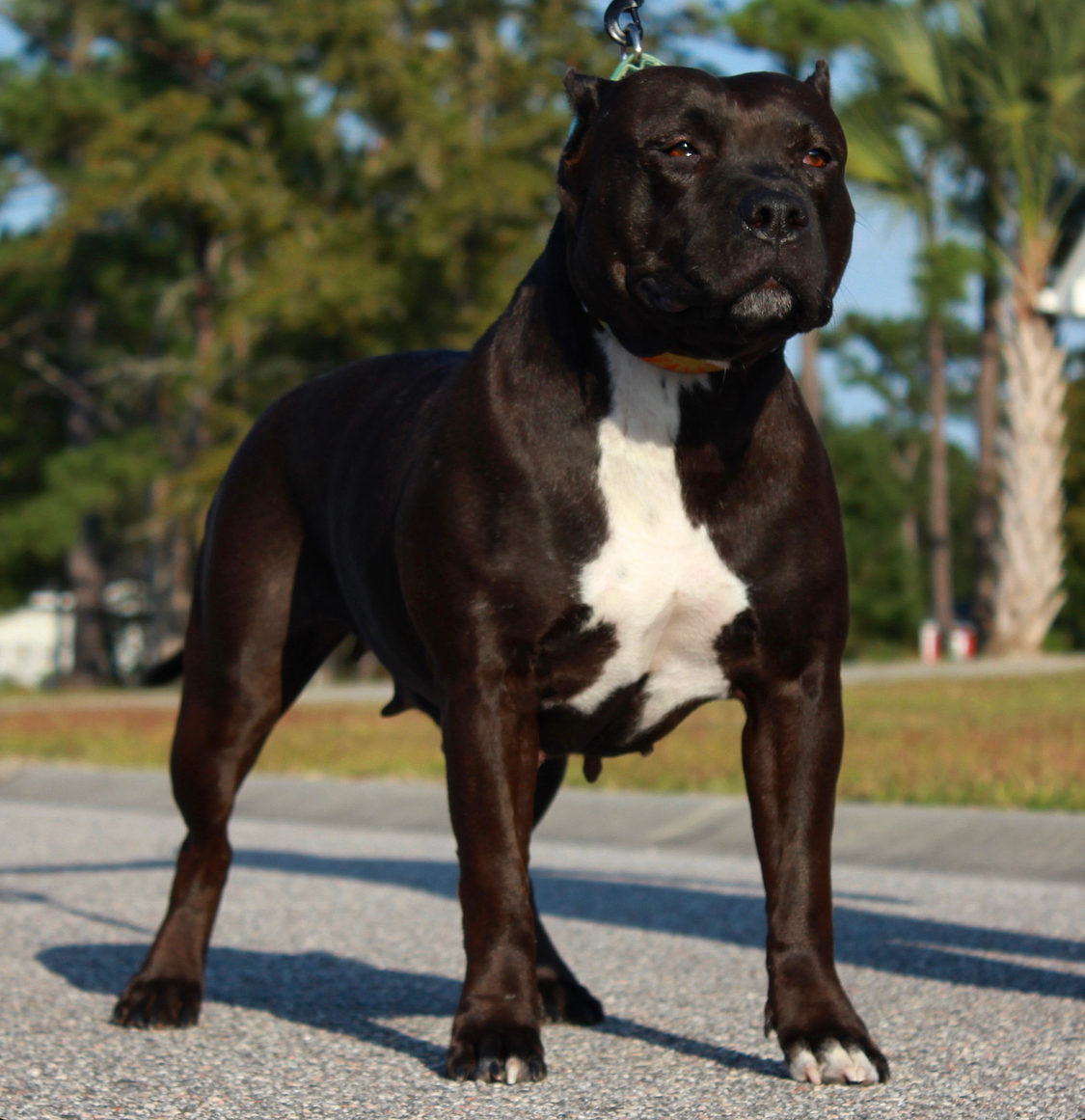Dog Featured Image