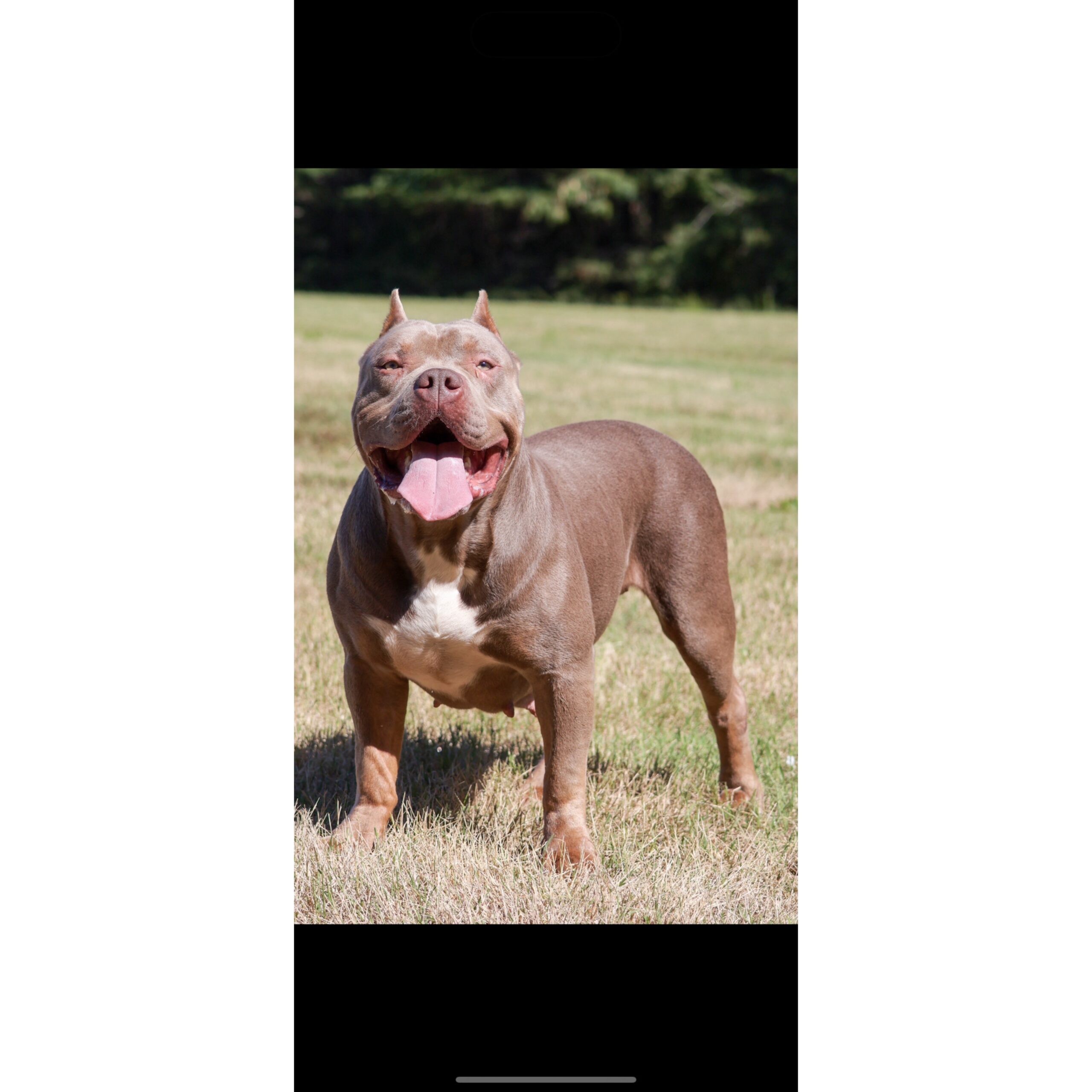 Dog Featured Image