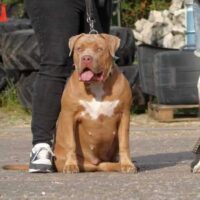 Dog Featured Image