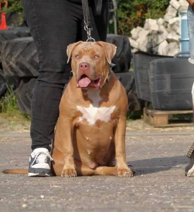 Dog Featured Image