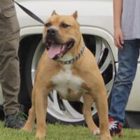 Dog Featured Image