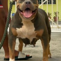 OLB Athena