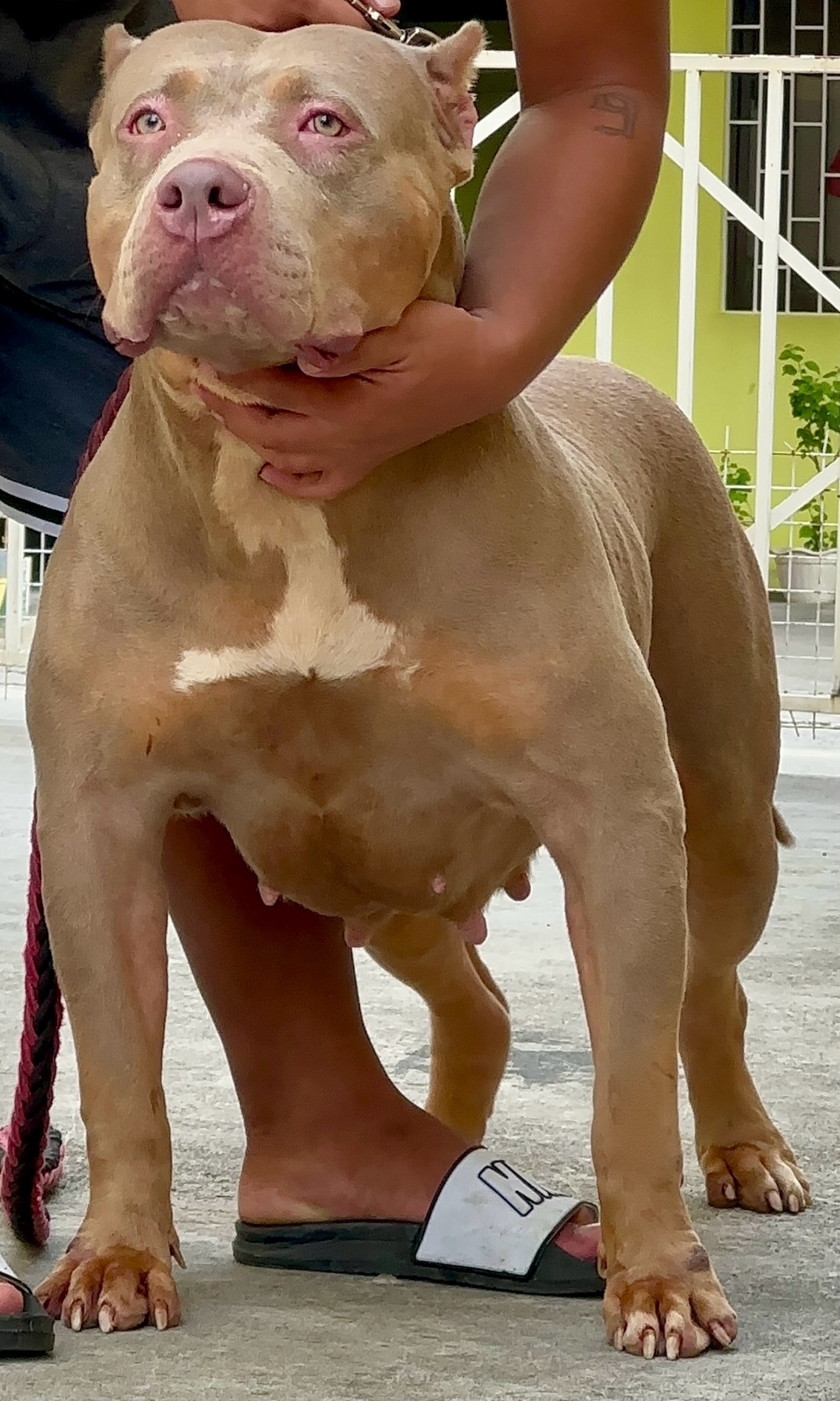 Dog Featured Image