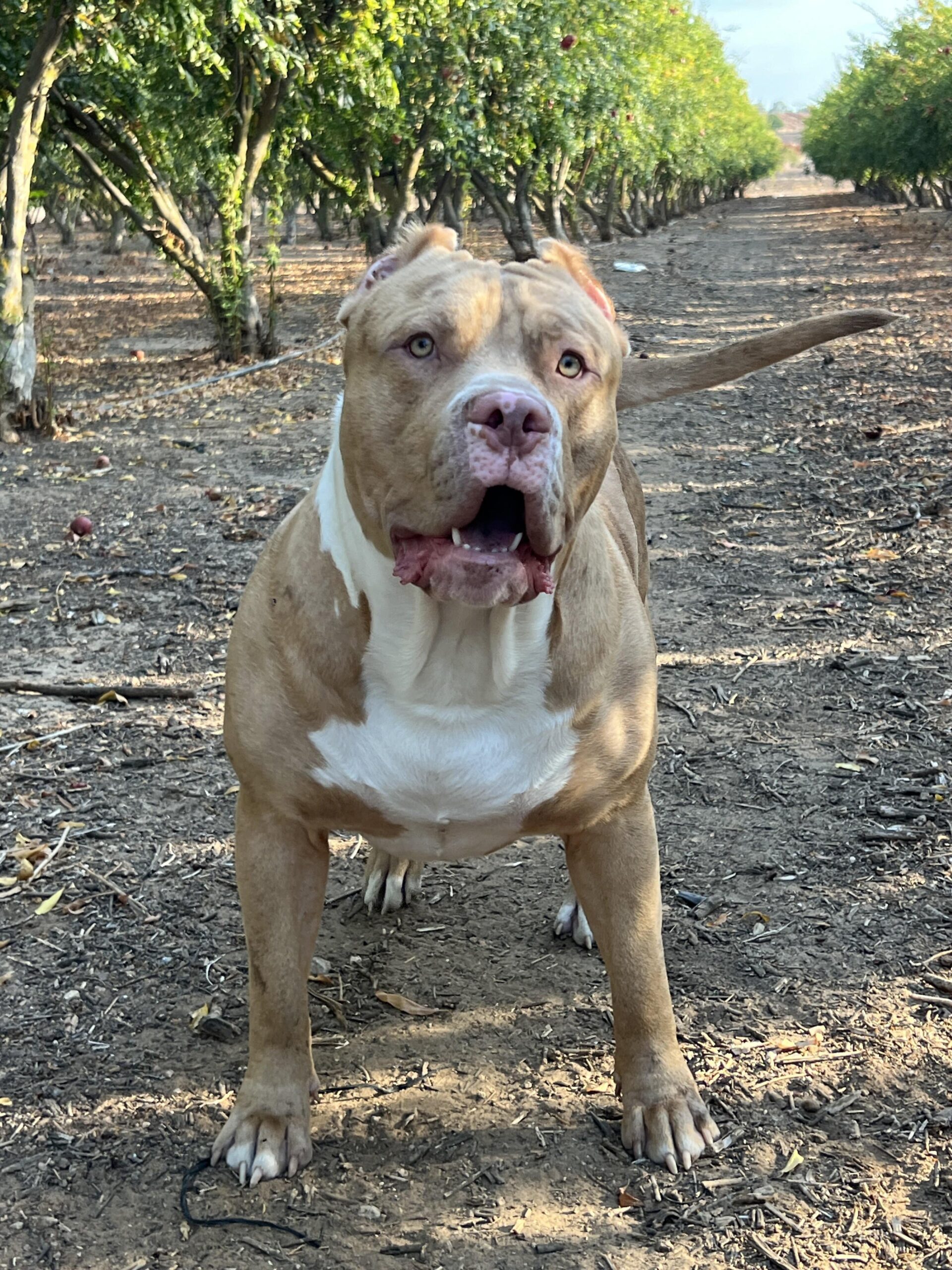 Additional Dog Image