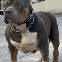 Dog Featured Image