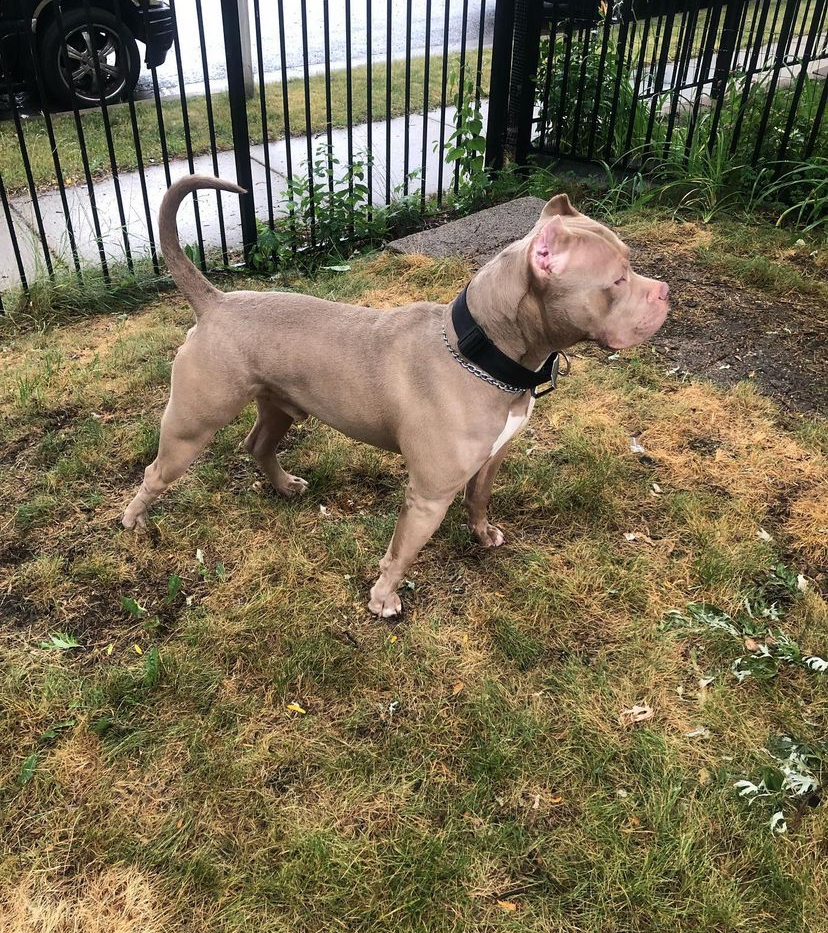 Dog Featured Image