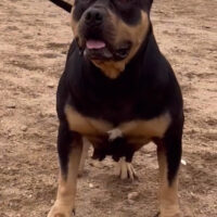 Dog Featured Image