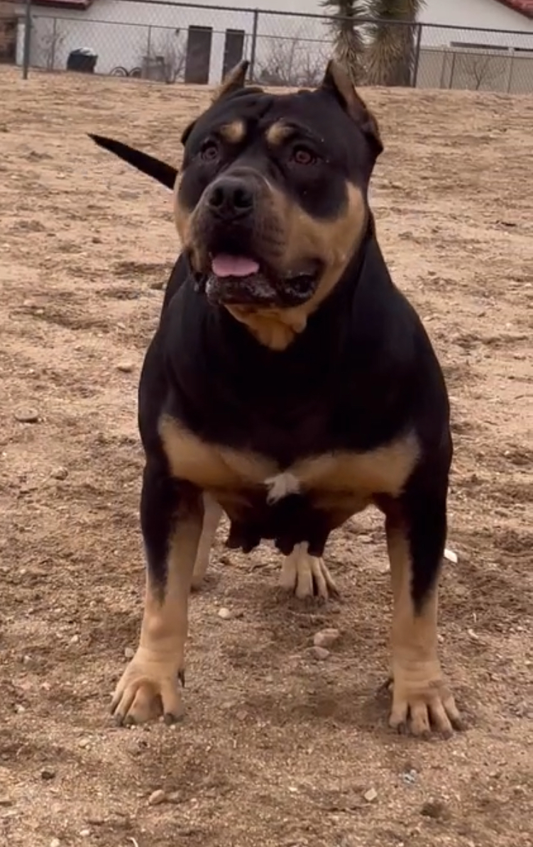 Dog Featured Image