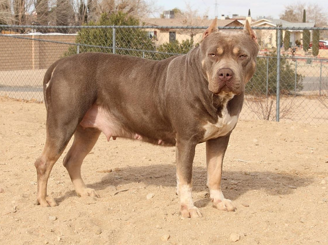 Dog Featured Image