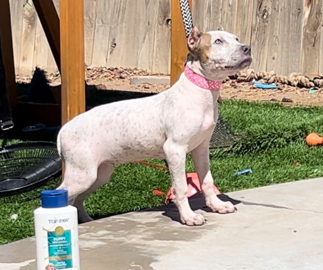 Dog Featured Image