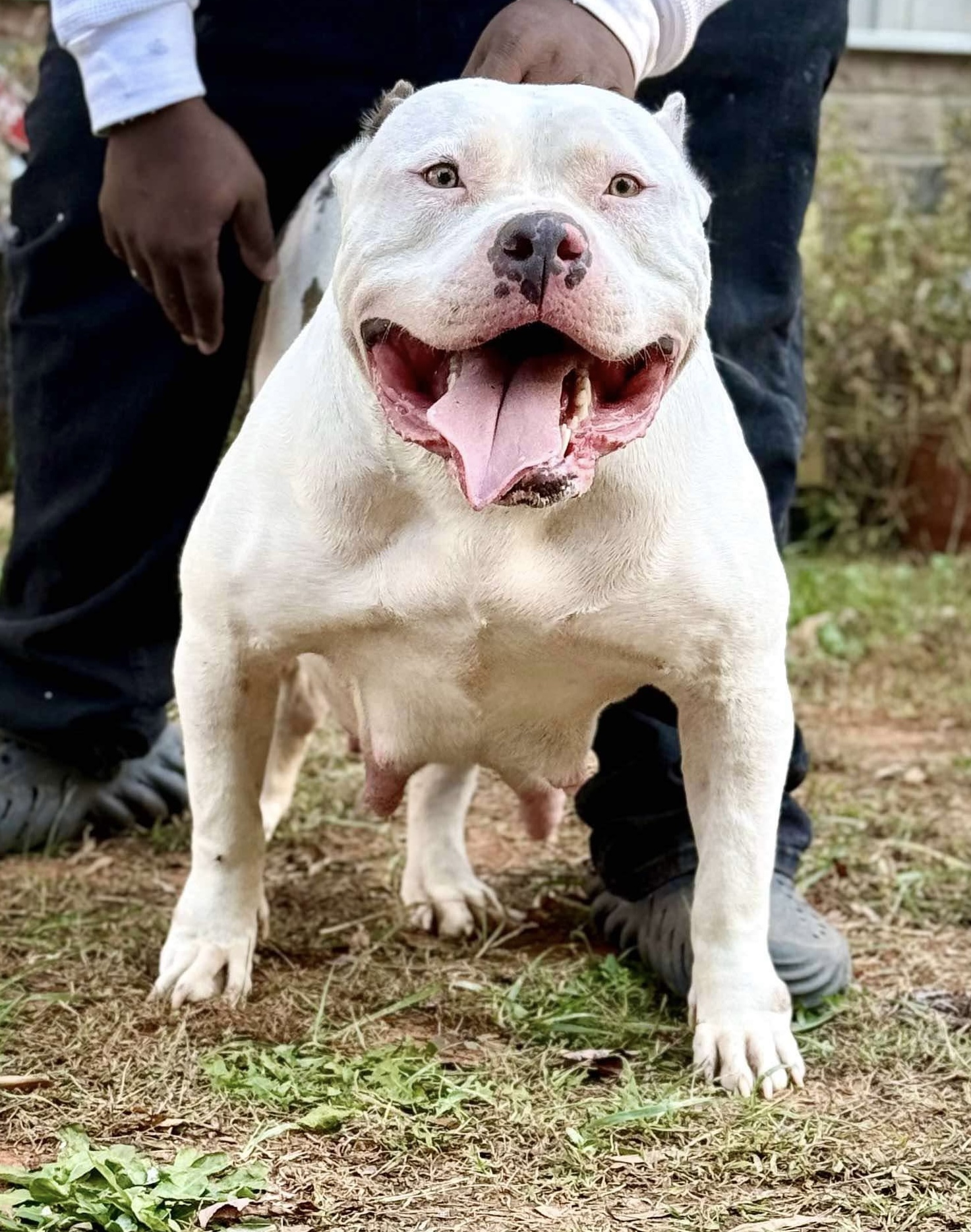 Dog Featured Image