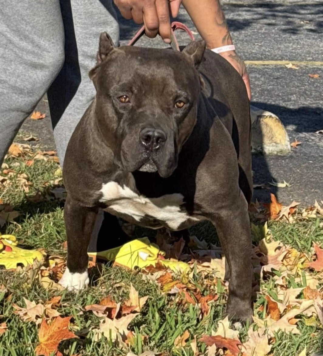 Dog Featured Image