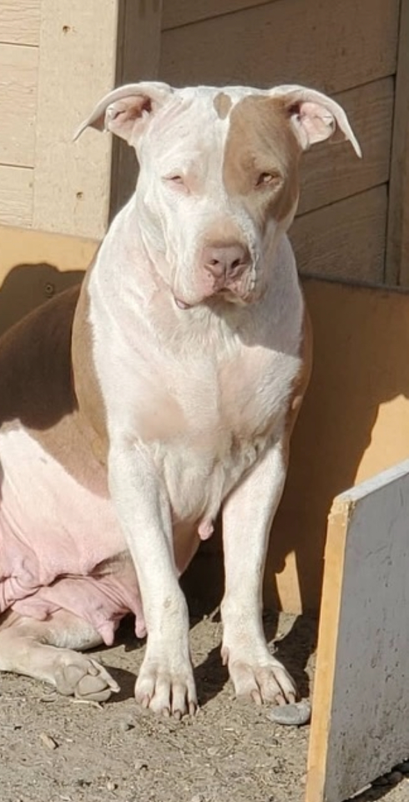 Dog Featured Image