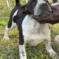 Leatherface Kennels Peppa