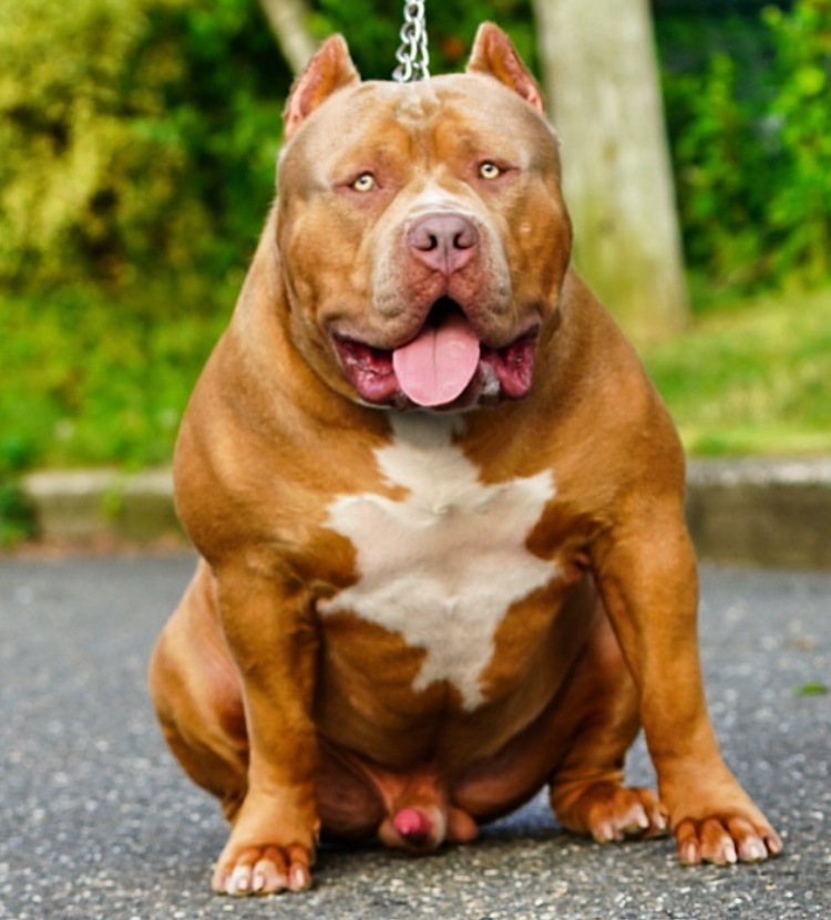 Dog Featured Image