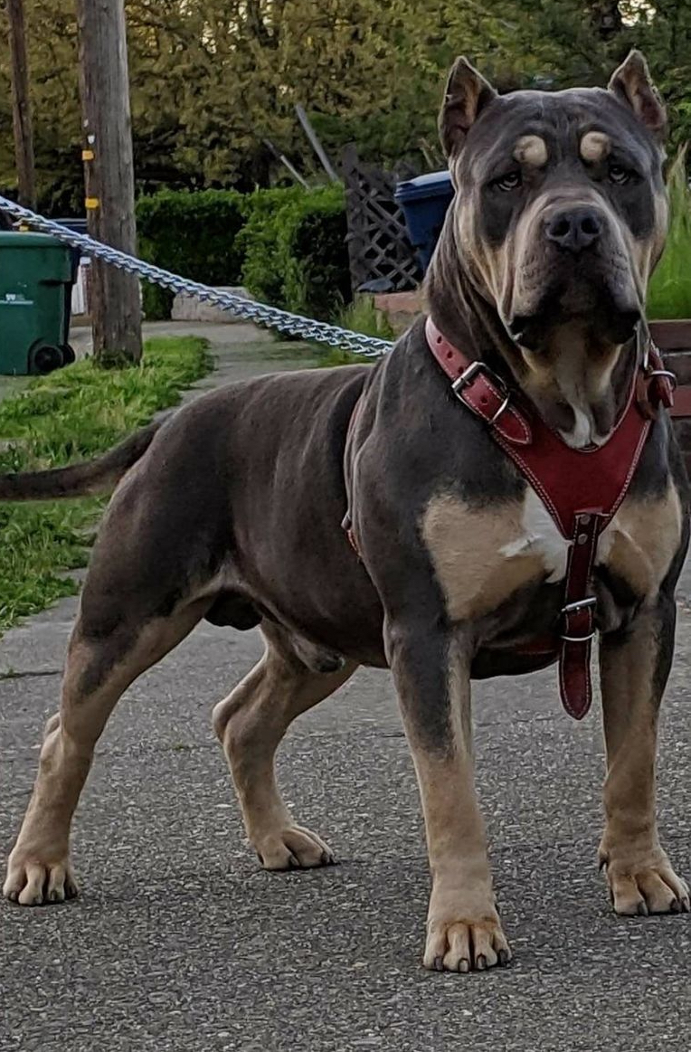 Dog Featured Image