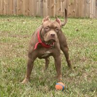 Dog Featured Image