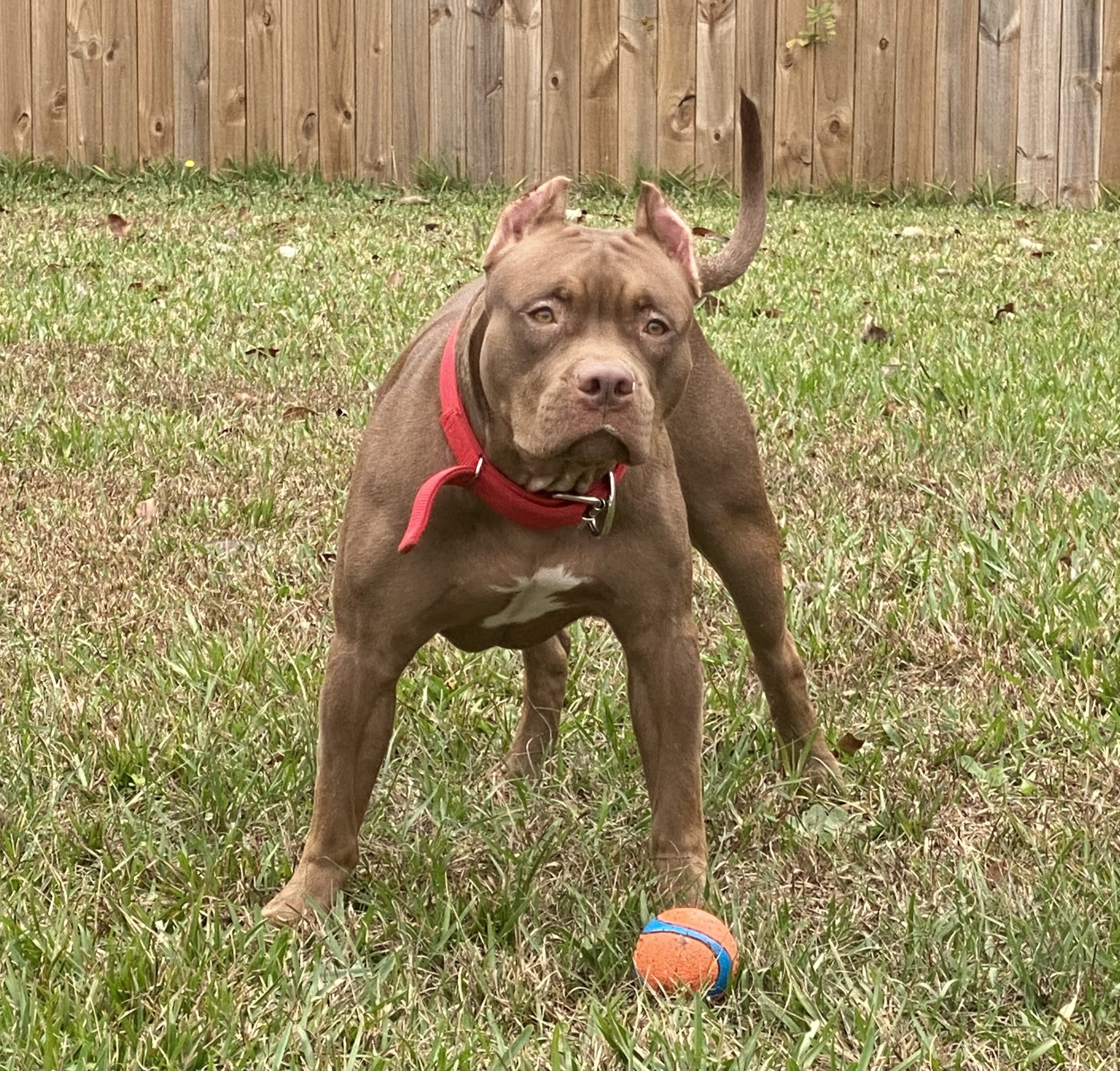 Dog Featured Image