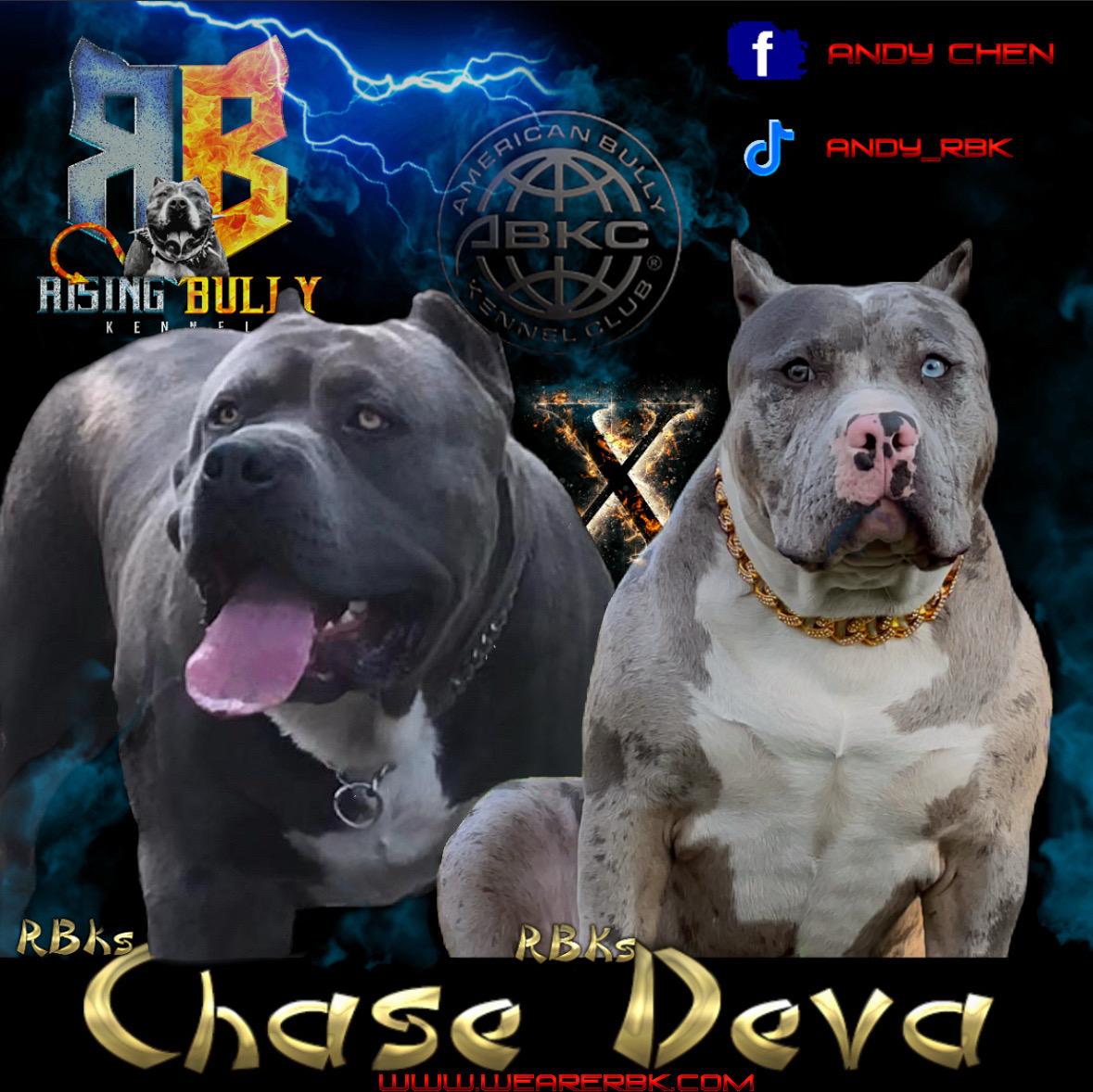 Dog Featured Image