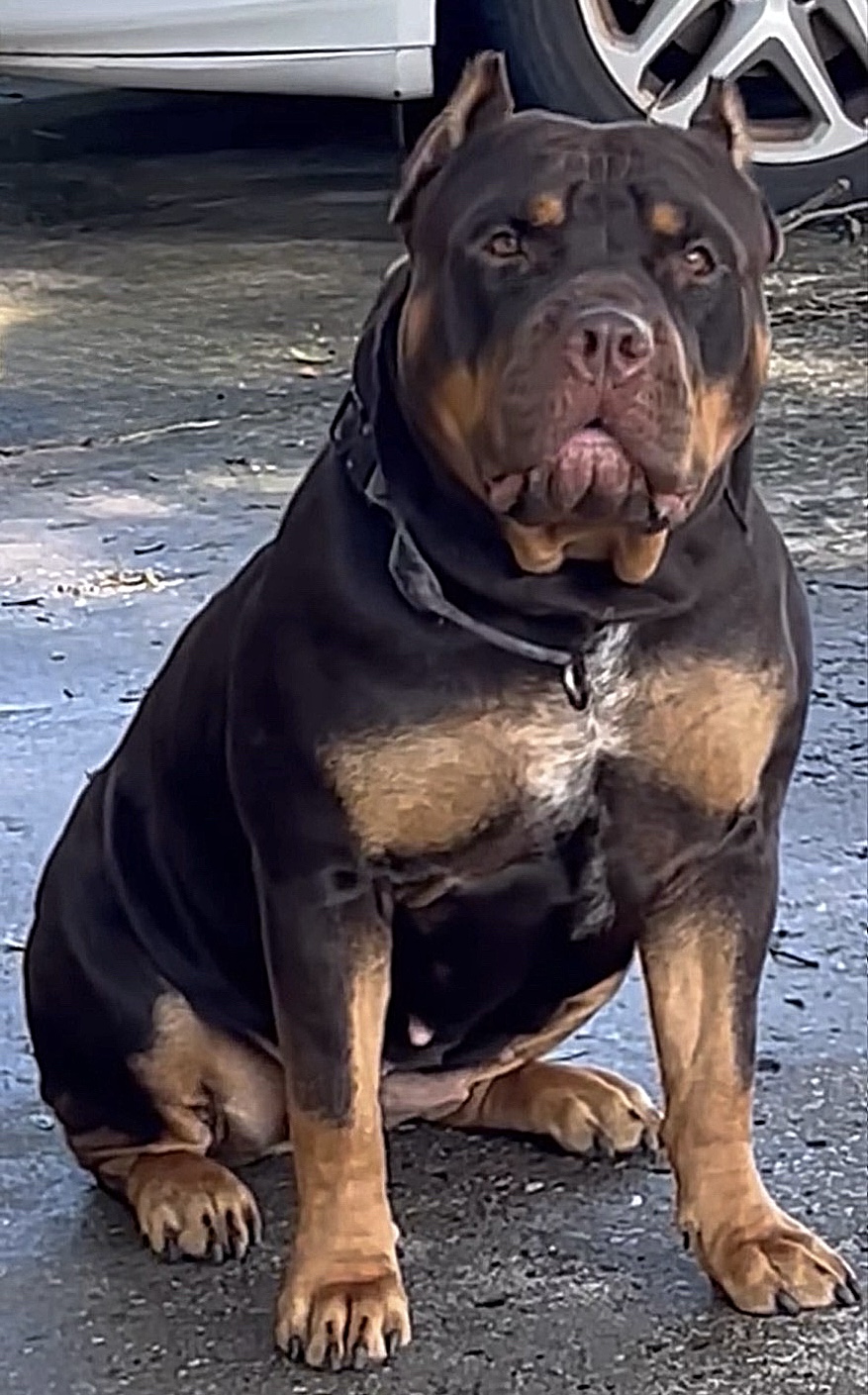 Dog Featured Image