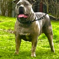 Dog Featured Image