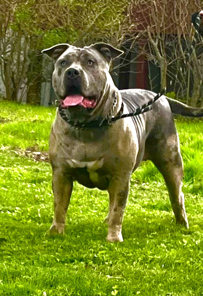 Dog Featured Image