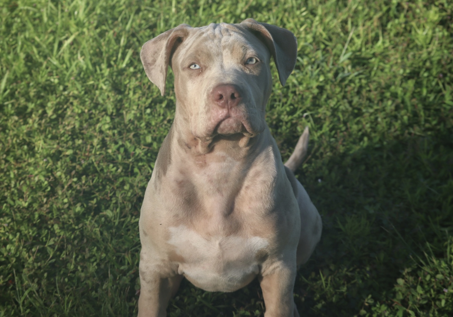 Dog Featured Image
