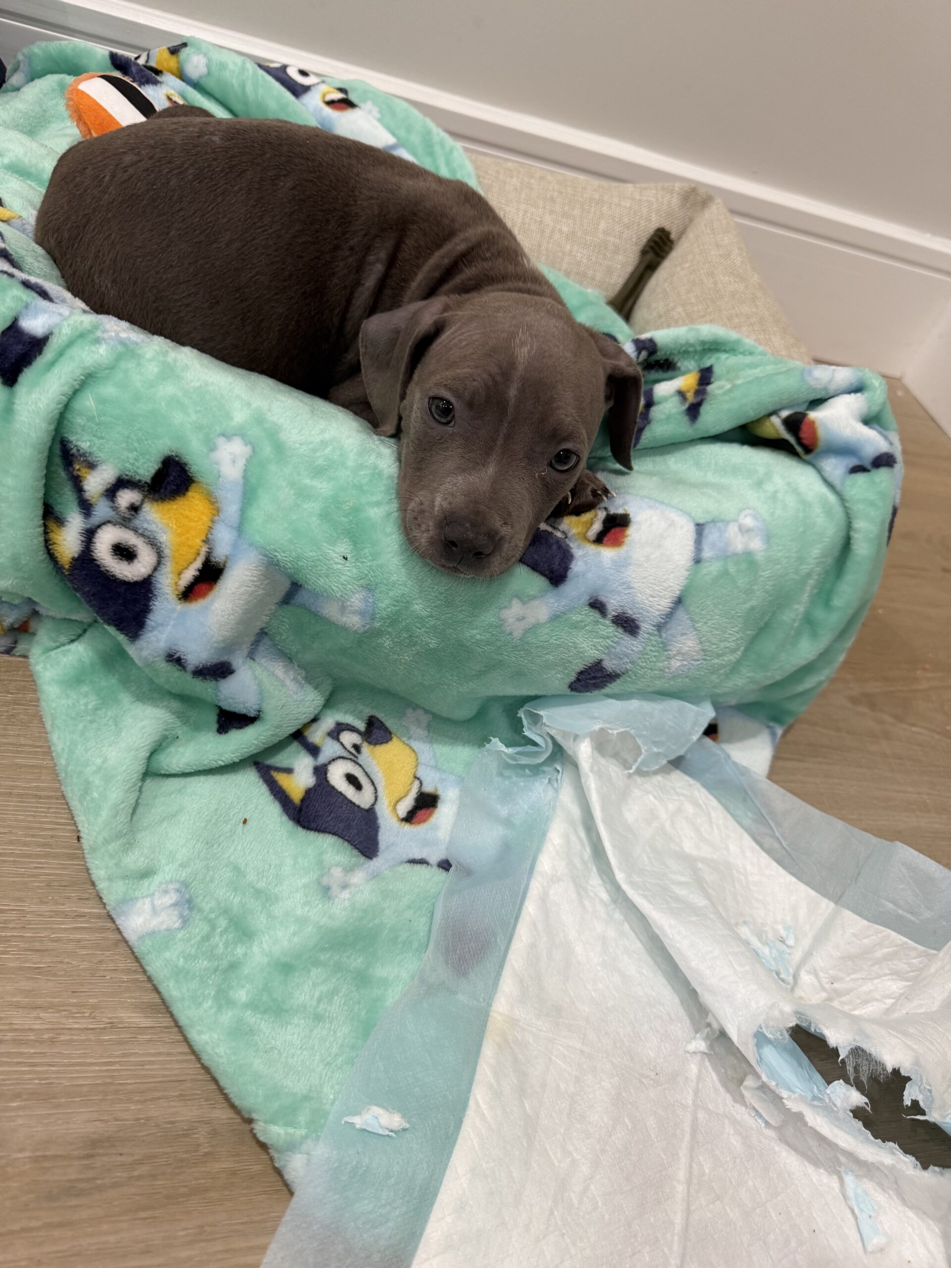 Dog Featured Image