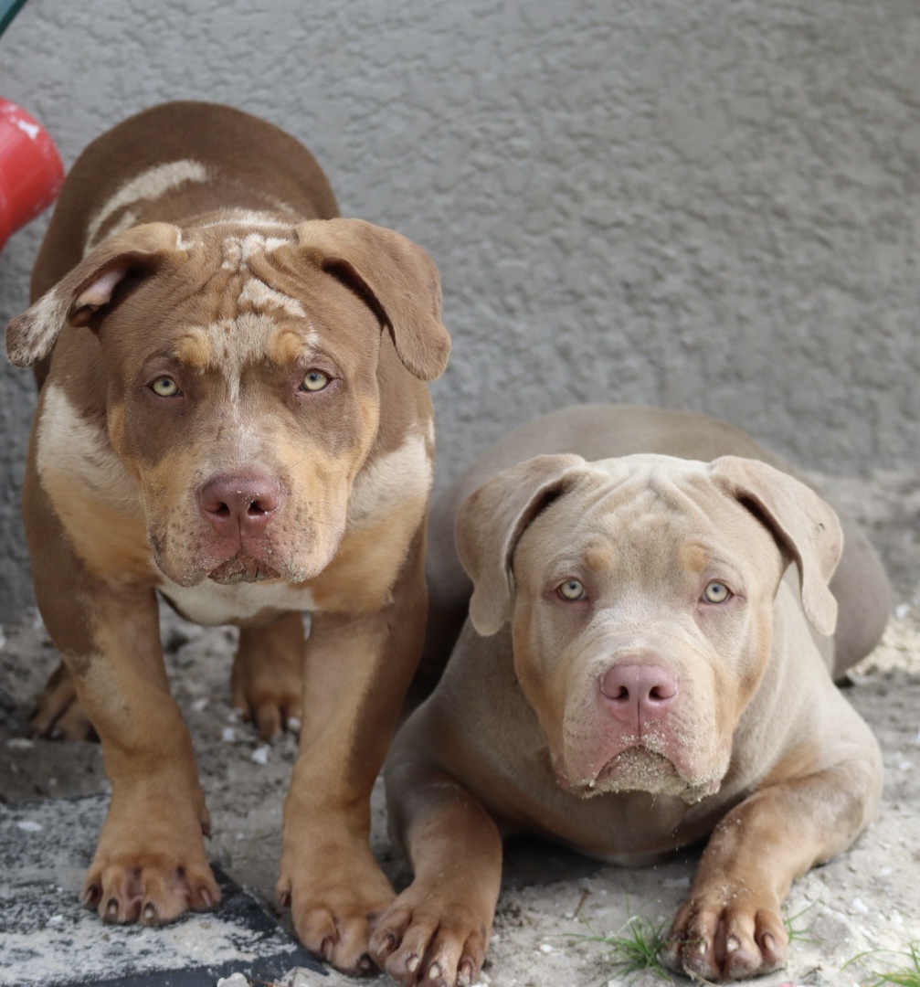 Dog Featured Image