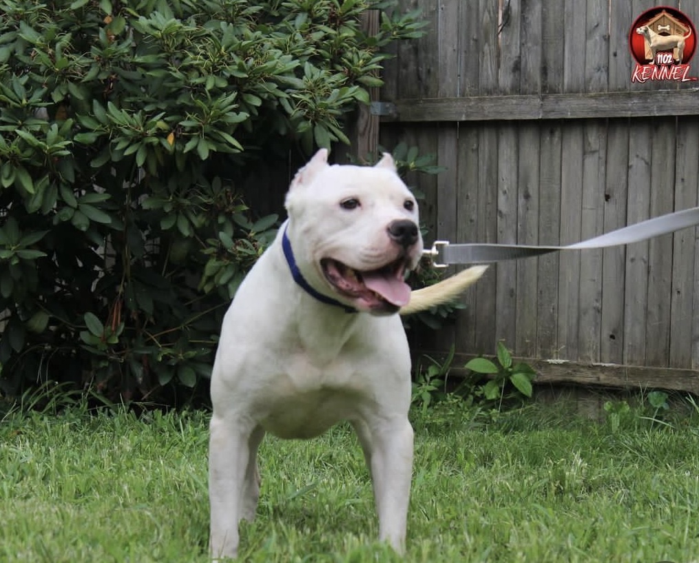 Dog Featured Image