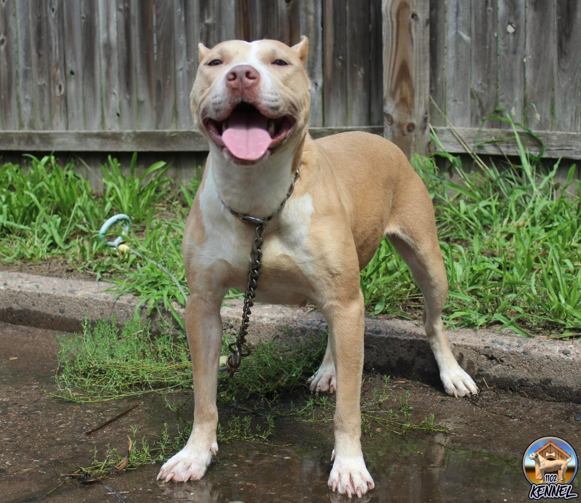 Dog Featured Image