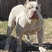 Eternal Pride Bullies Casper