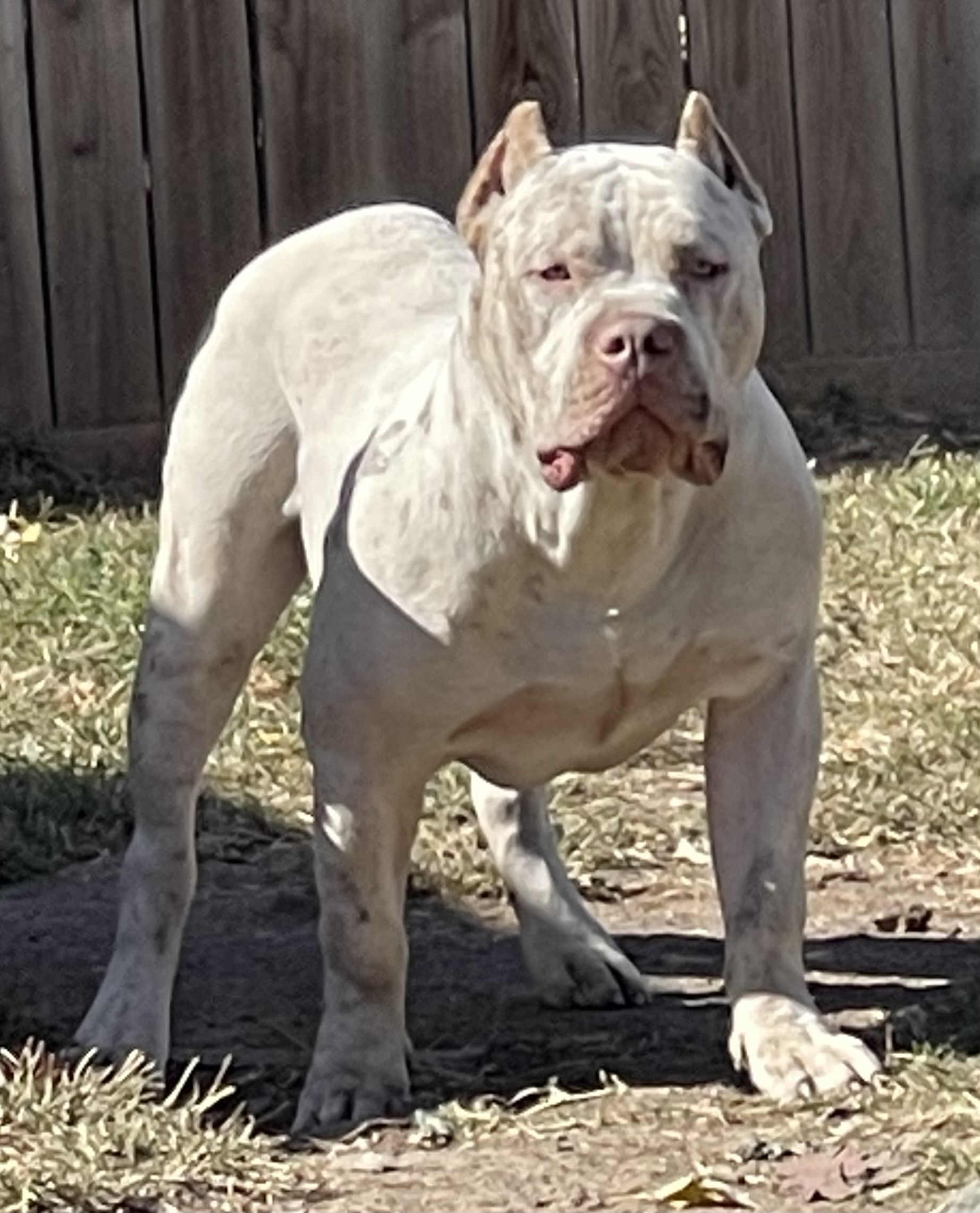 Dog Featured Image