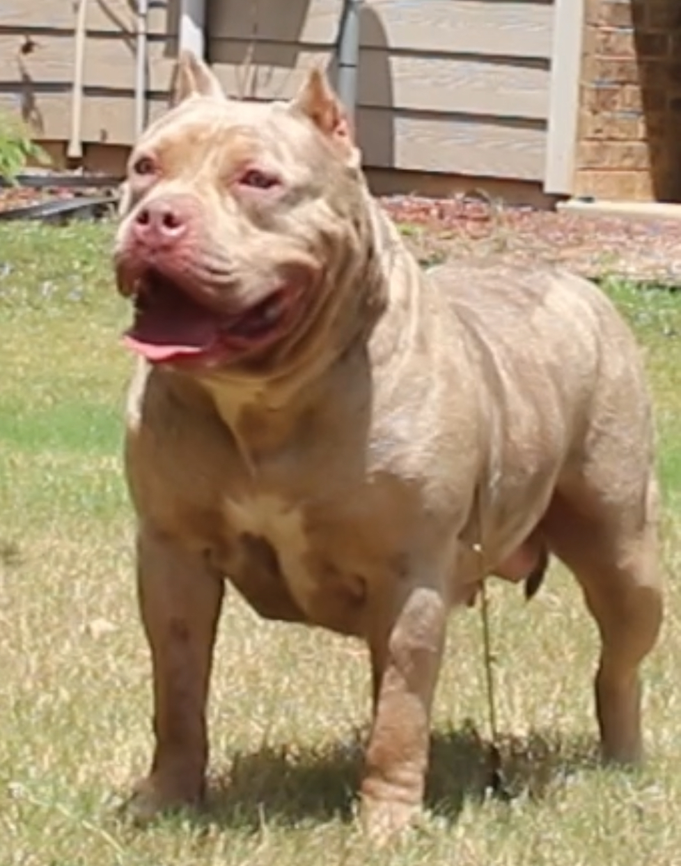 Dog Featured Image